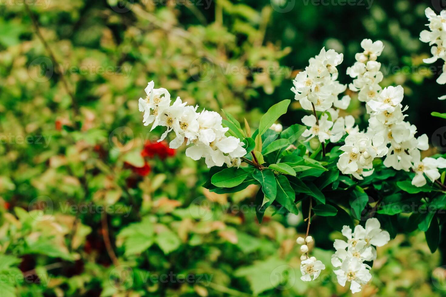 Exochorda racemosa bush flowering white in the botanical garden photo
