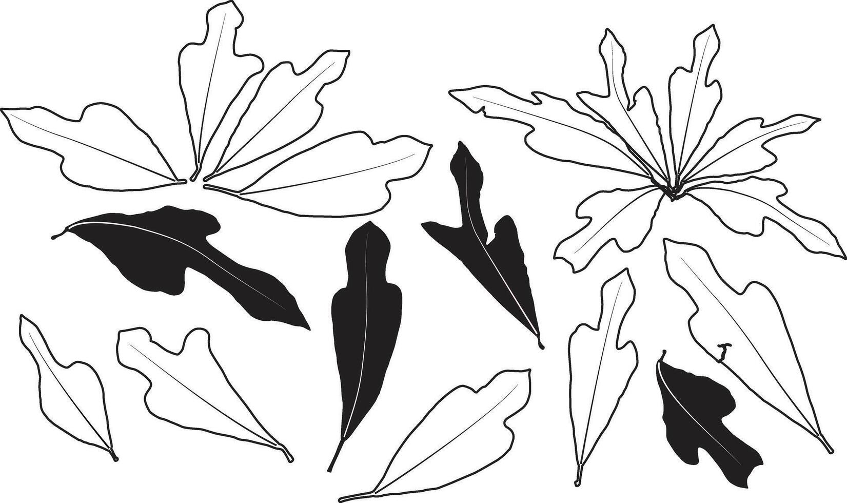 silhouette leaves. Arrowhead Croton Codiaeum Variegatum vector