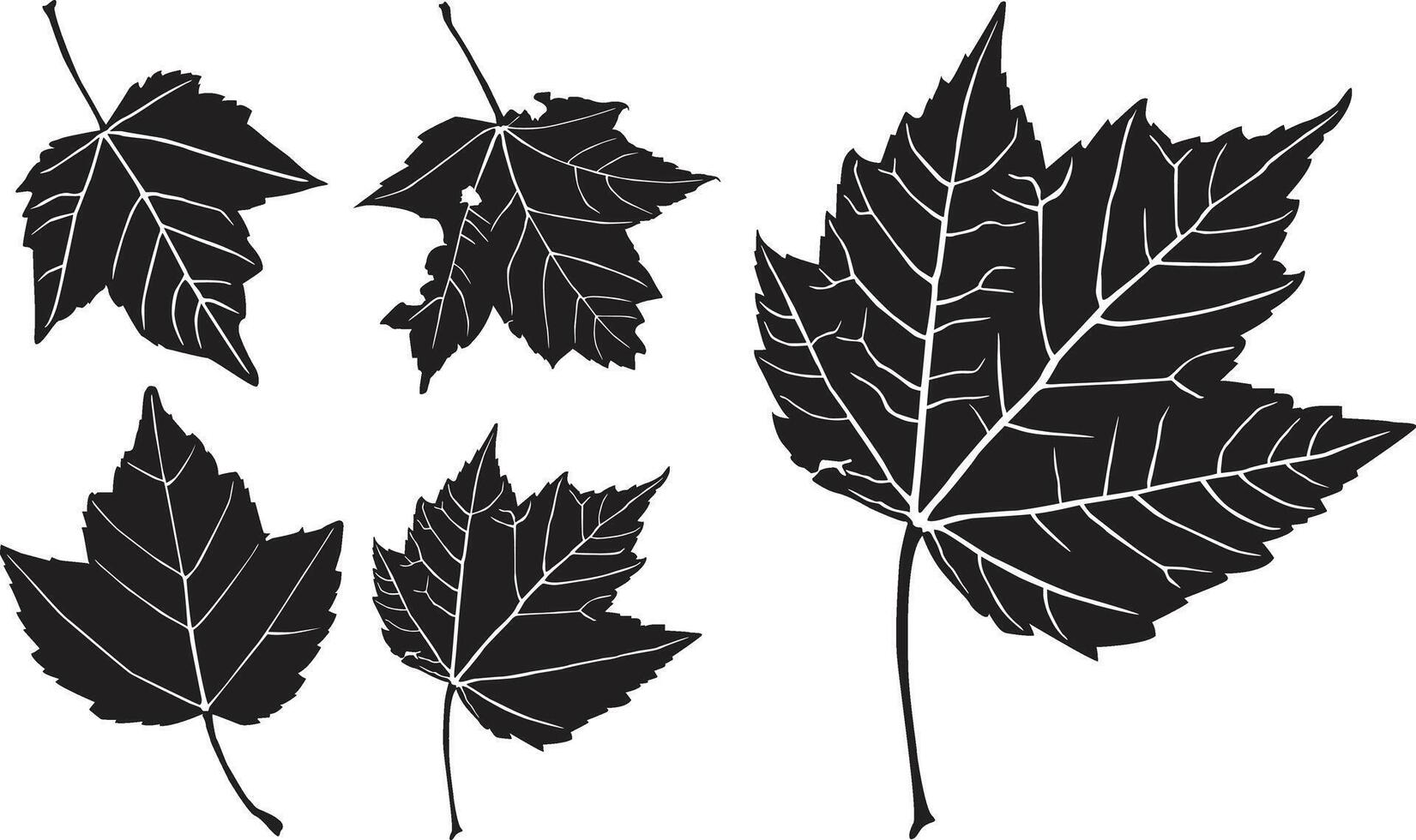 Unique silhouette Maple leaf vector