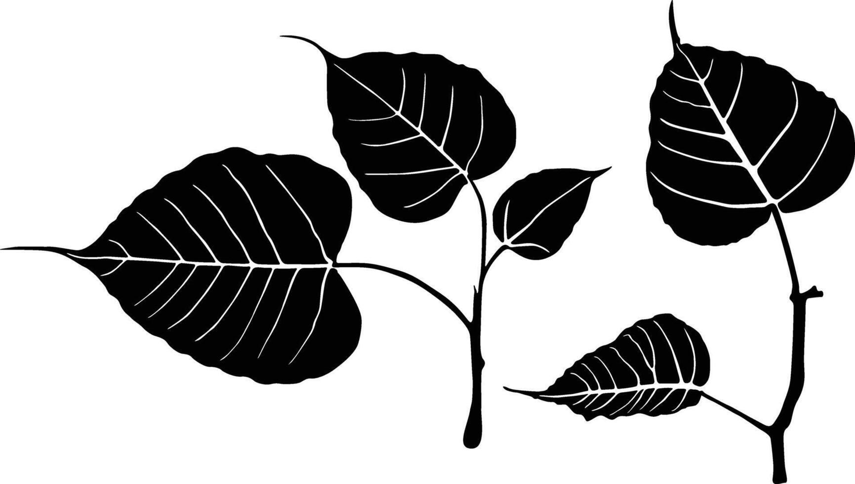 Bodhi leaf branch vector