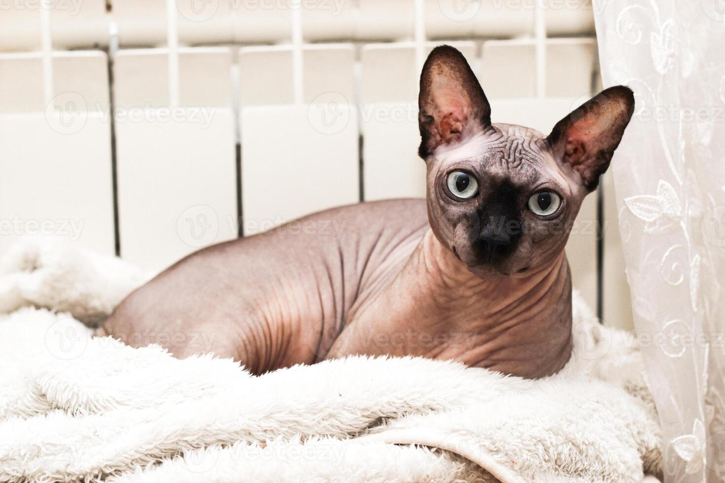Hairless sphynx cat basks near the heating battery in the apartment photo