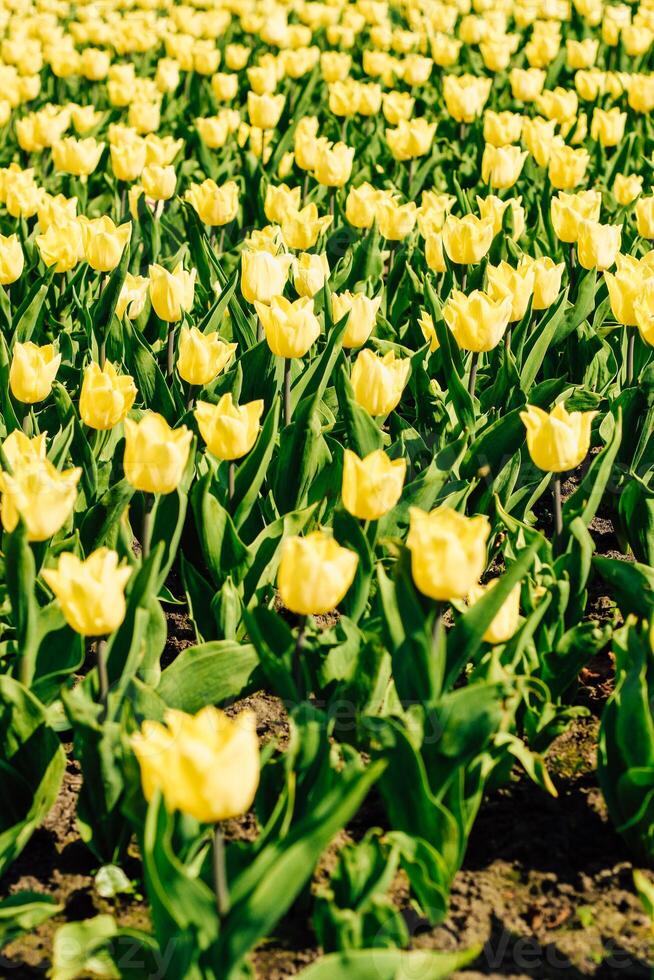 Close-up of a yellow tulip in a botanical garden photo