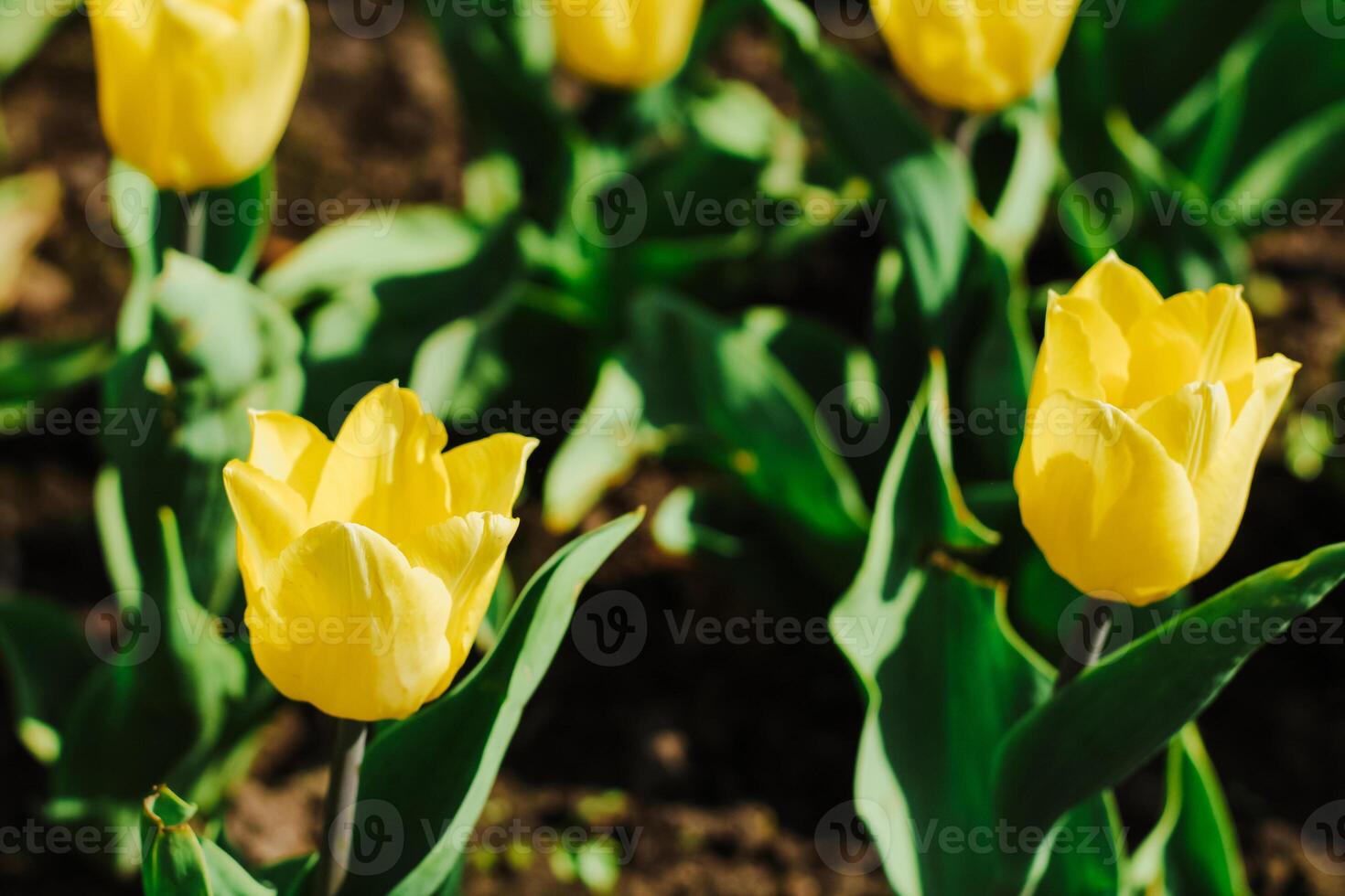 Close-up of a yellow tulip in a botanical garden photo