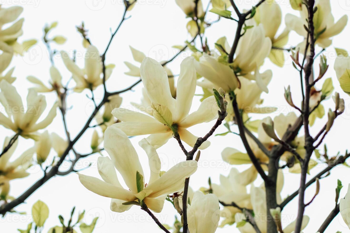 Yellow magnolia flower close-up in botanical garden photo