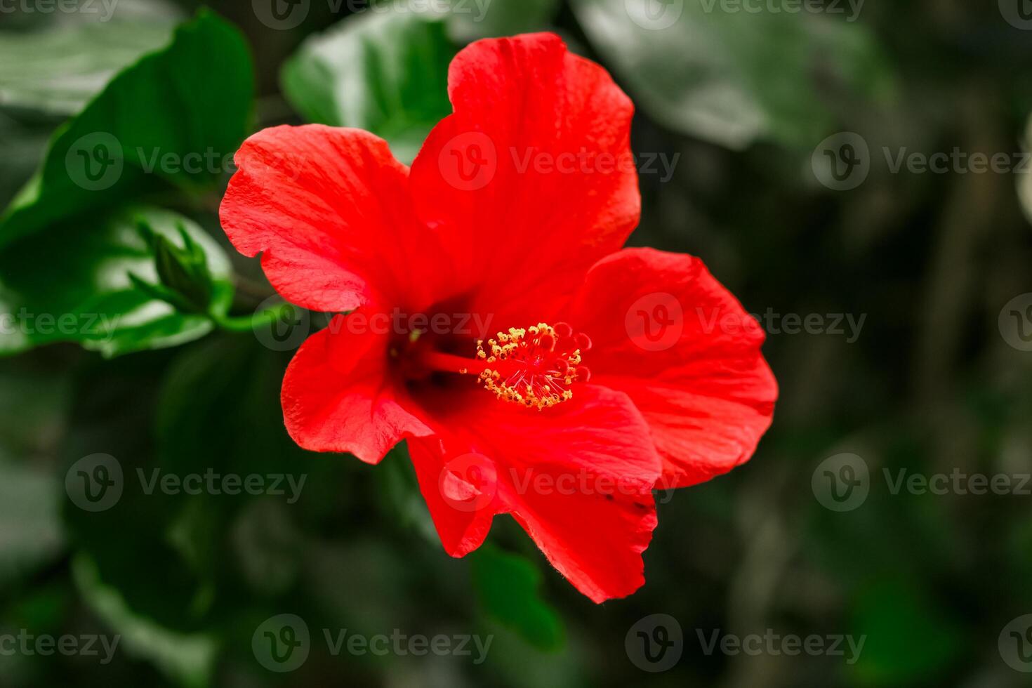 Blooming red tropical hibiscus flower close-up, floral background photo