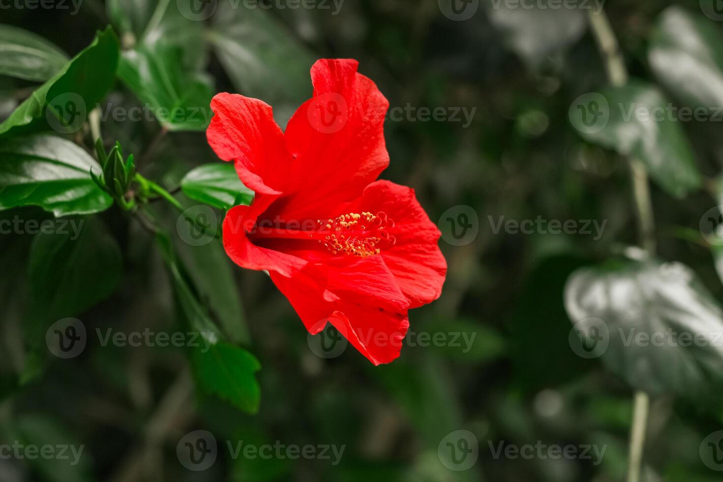 Blooming red tropical hibiscus flower close-up, floral background photo