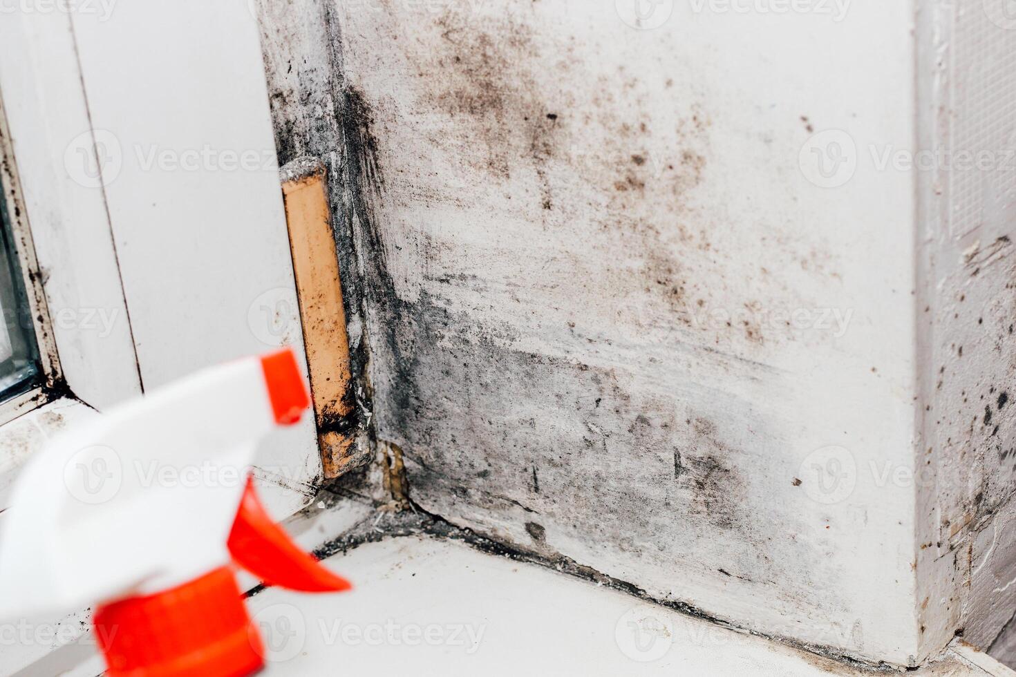 A blackened blooming fungus in the corner of the window, spray from the fungus. photo