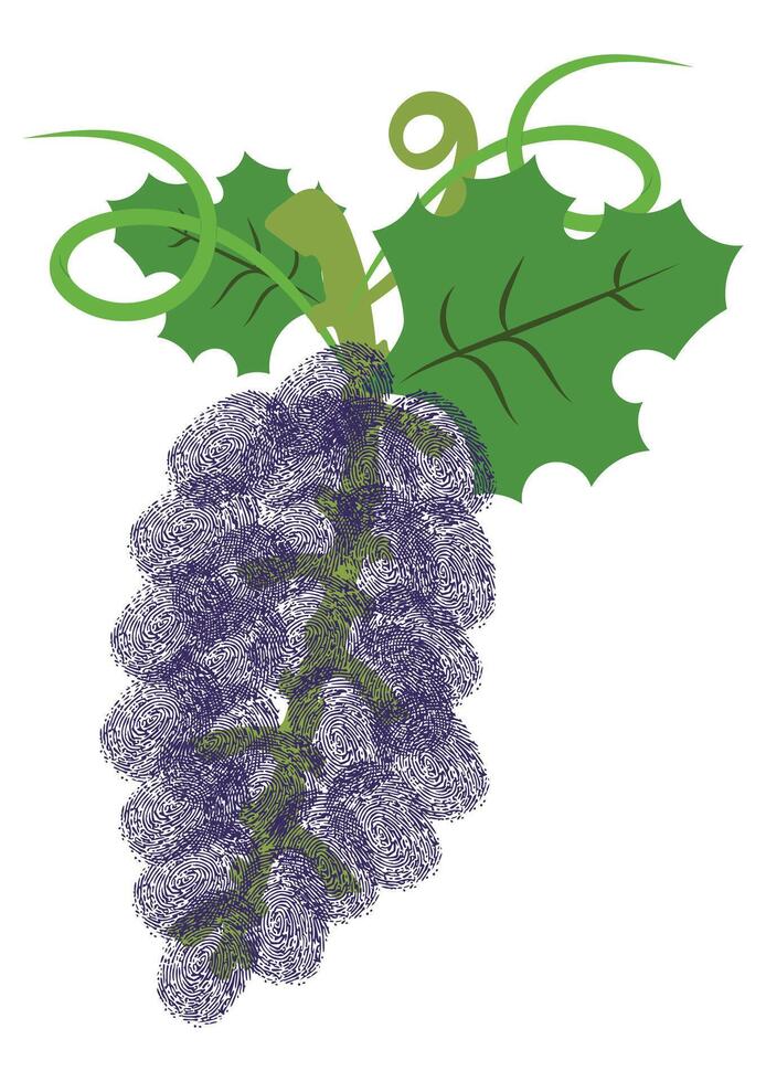 Grapes Painted with Fingerprint Flat Design, Ideal for Inspiring Children's Creativity, Isolated on White Background vector