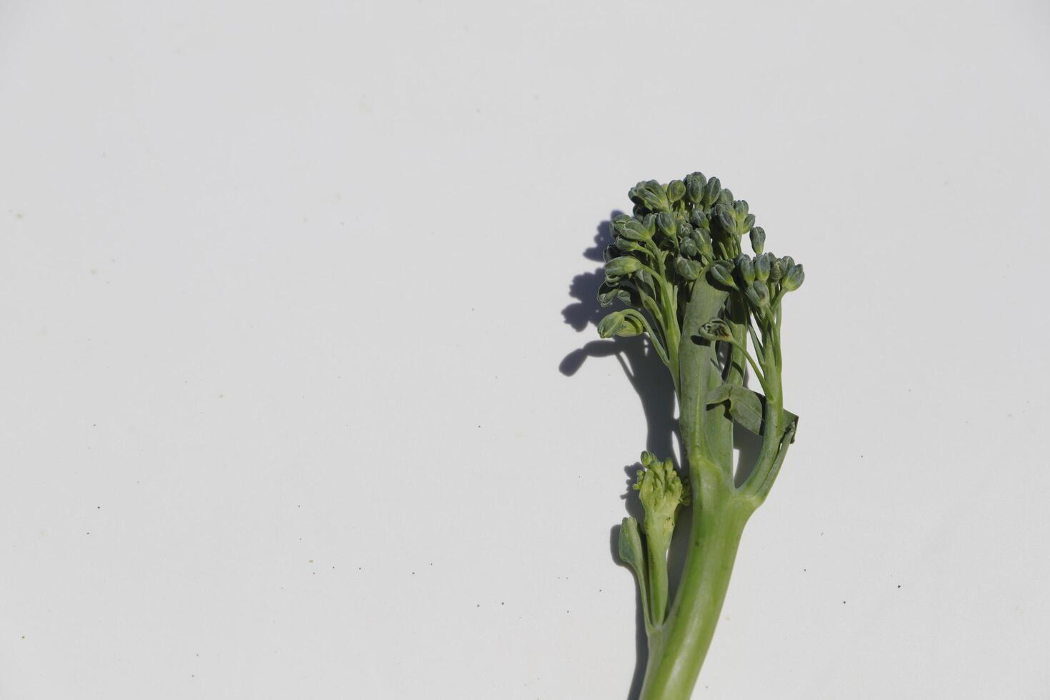 Bimi a new kind of vegetable also known as baby broccoli, asparagus broccoli. The taste is very good in between broccoli and asparagus photo