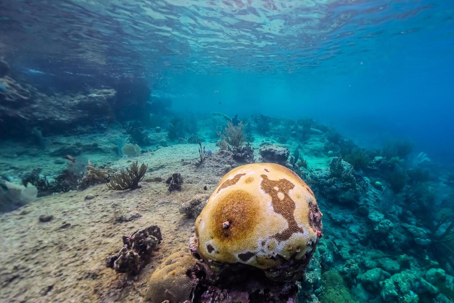 Coral bleaching in the Caribbean Sea photo