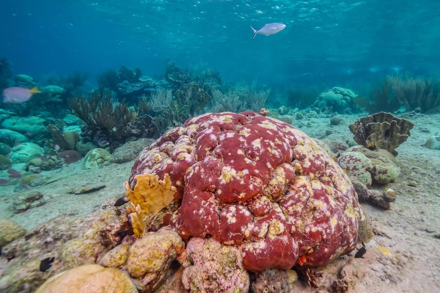 Coral bleaching in the Caribbean Sea photo
