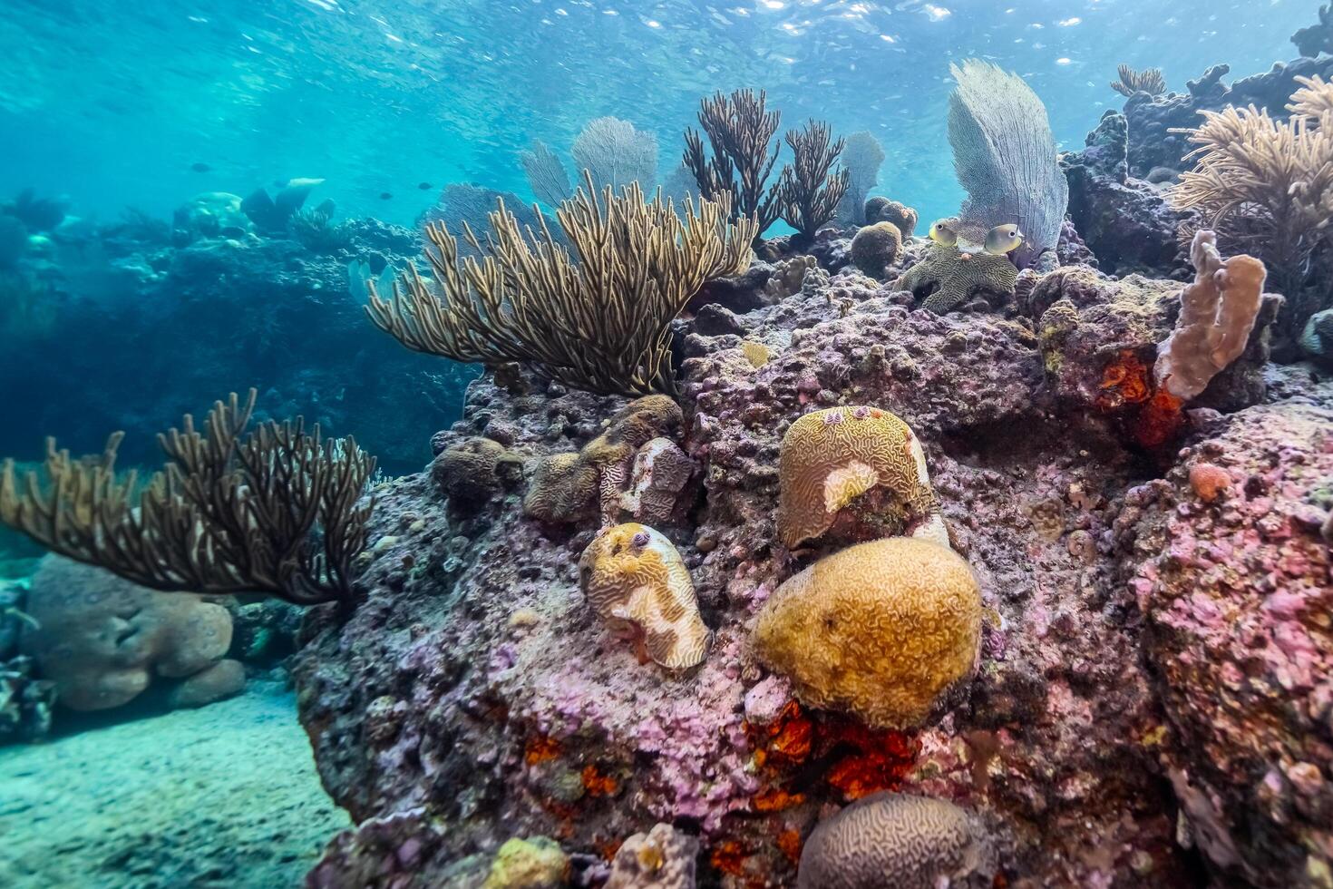 Coral bleaching in the Caribbean Sea photo