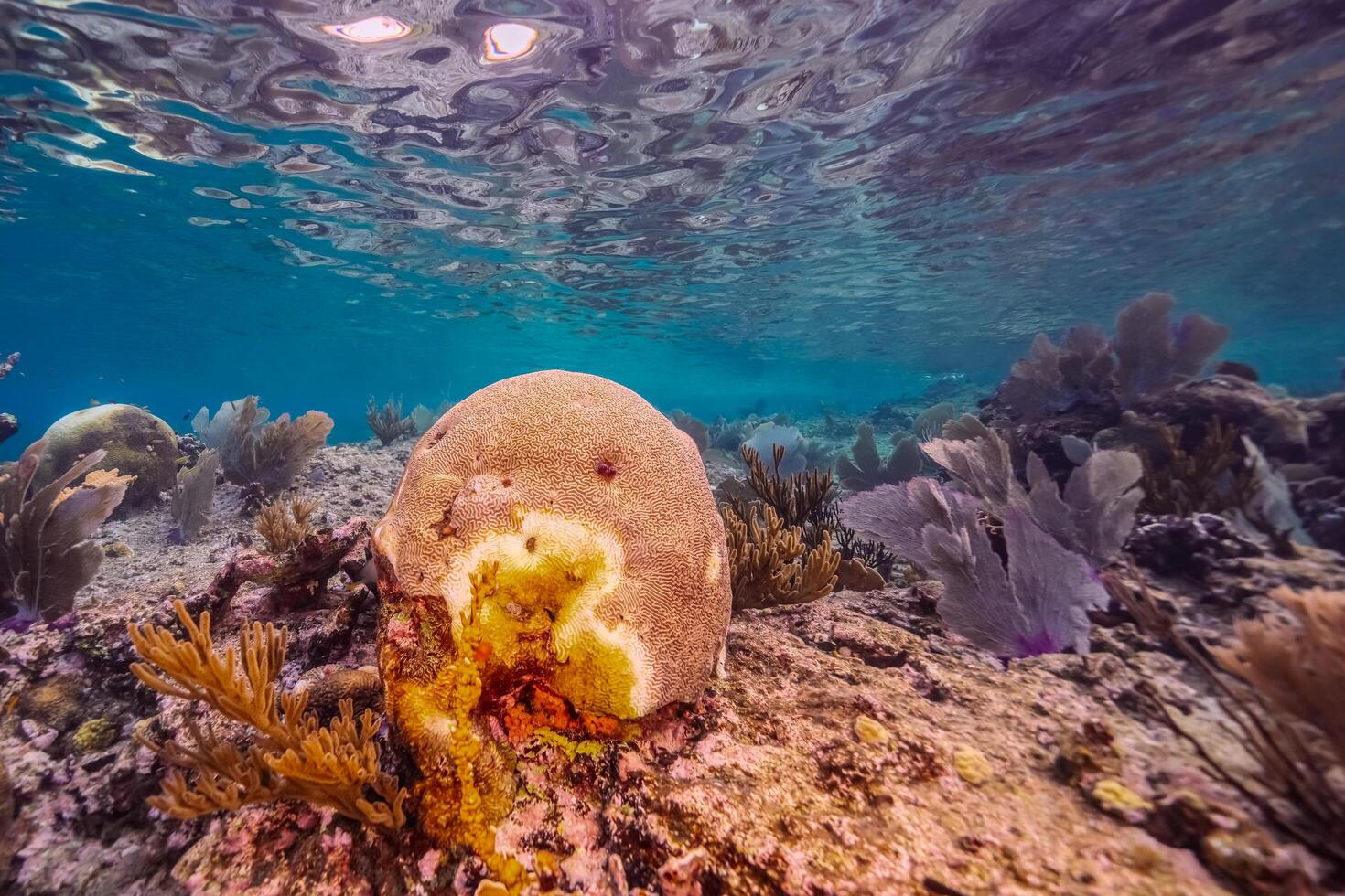 Coral bleaching in the Caribbean Sea photo