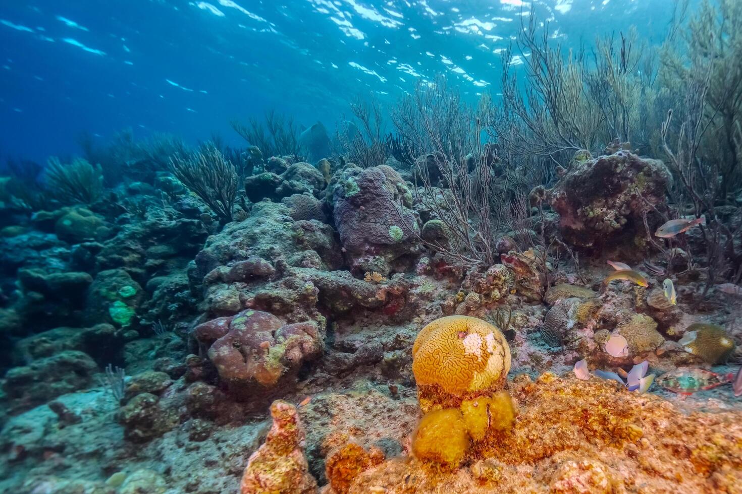 Coral bleaching in the Caribbean Sea photo