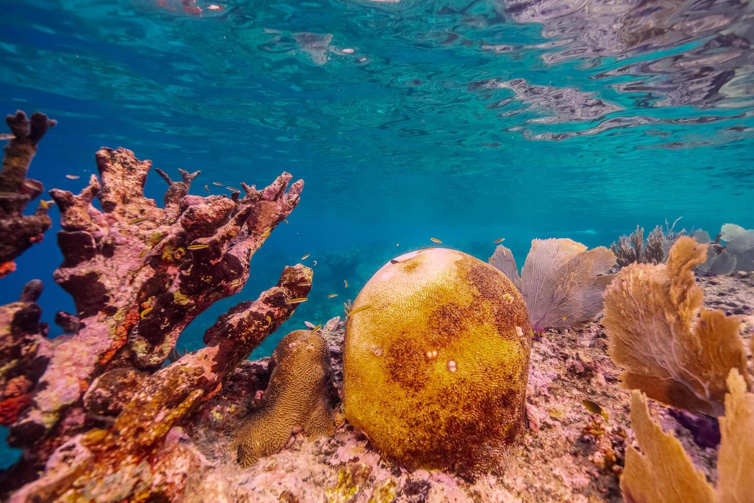 Coral bleaching in the Caribbean Sea photo