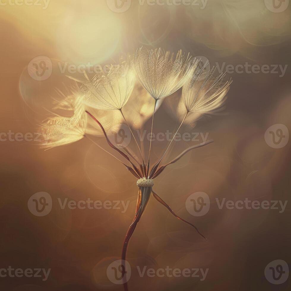 Art Nouveau Dandelion in Beige Brown Tones photo