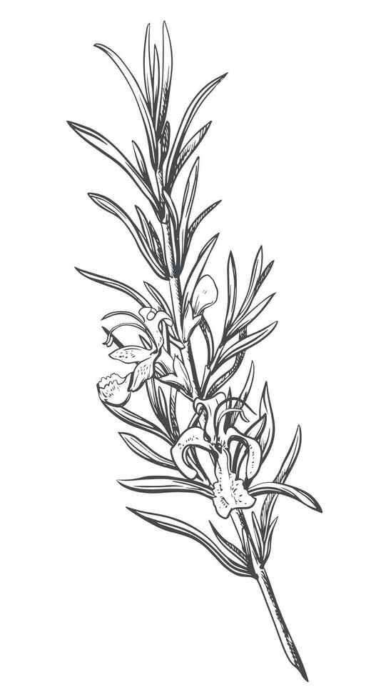 Rosemary with flowers on a white background in retro style. A popular seasoning in Italian and Provencal cuisine. Branche in engraving style. Spices botanical illustration. vector