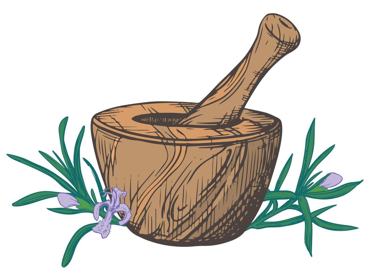 Rosemary and a wooden mortar for crushing herbs. illustration of aromatic herbs, spices. Hand sketch in engraving technique. Separate design elements in a rustic style. vector