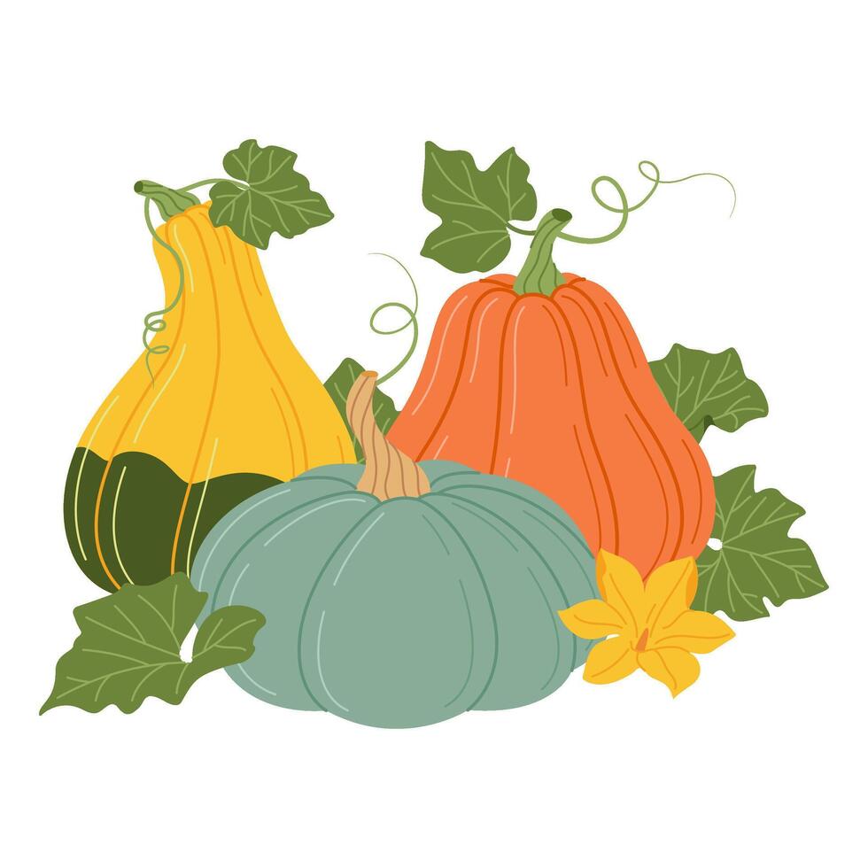 Colorful Pumpkins with vines and leaves. Fall floral arrangement with pumpkins, flower, and leaves. Hand drawn flat style Isolated. Seasonal harvest Cucurbita plant illustration vector