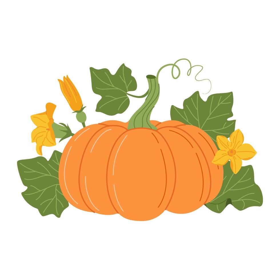 Pumpkin with vines and leaves. Fall floral arrangement with colorful pumpkin, flower, and leaves. Hand drawn flat style Isolated. Seasonal harvest Cucurbita plant illustration vector