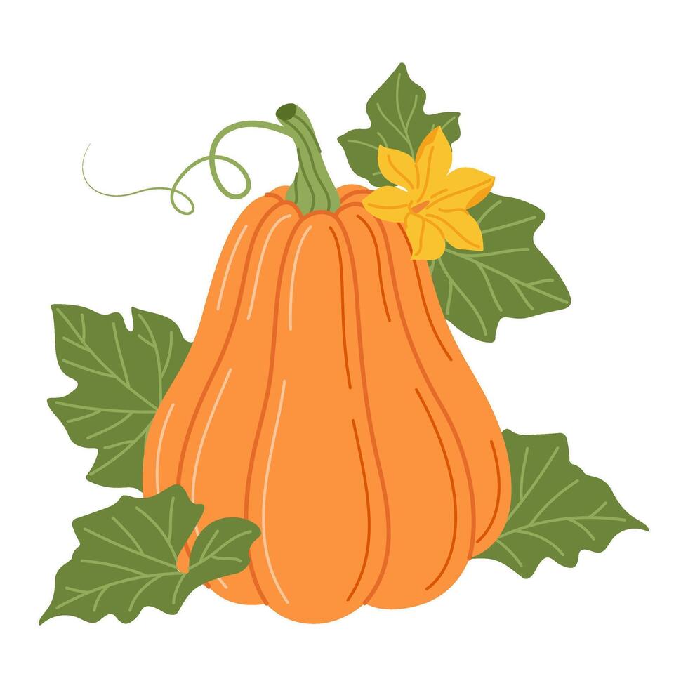 Pumpkin with vines and leaves. Fall floral arrangement with colorful pumpkin, flower, and leaves. Hand drawn flat style Isolated. Seasonal harvest Cucurbita plant illustration vector