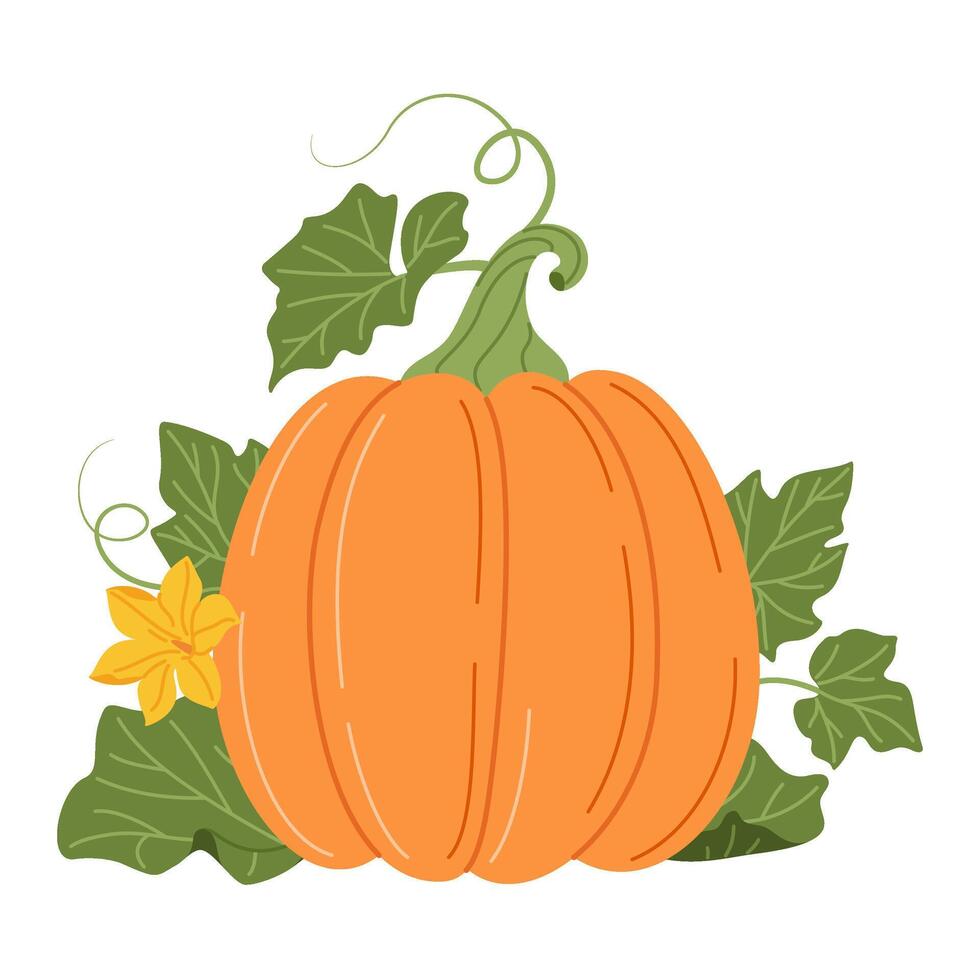 Pumpkin with vines and leaves. Fall floral arrangement with colorful pumpkin, flower, and leaves. Hand drawn flat style Isolated. Seasonal harvest Cucurbita plant illustration vector