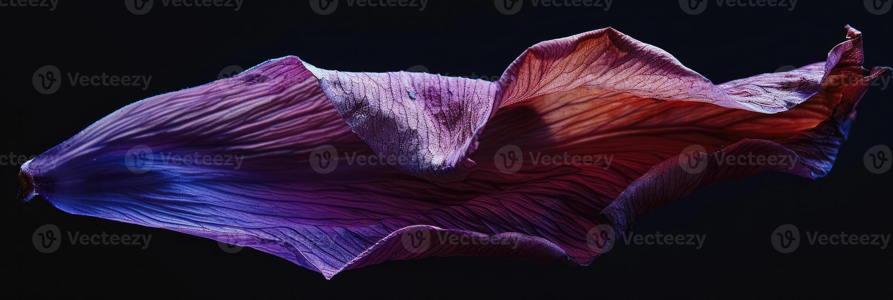 Dried Flower Petal Texture on Black Background, Elegant Nature Detail photo