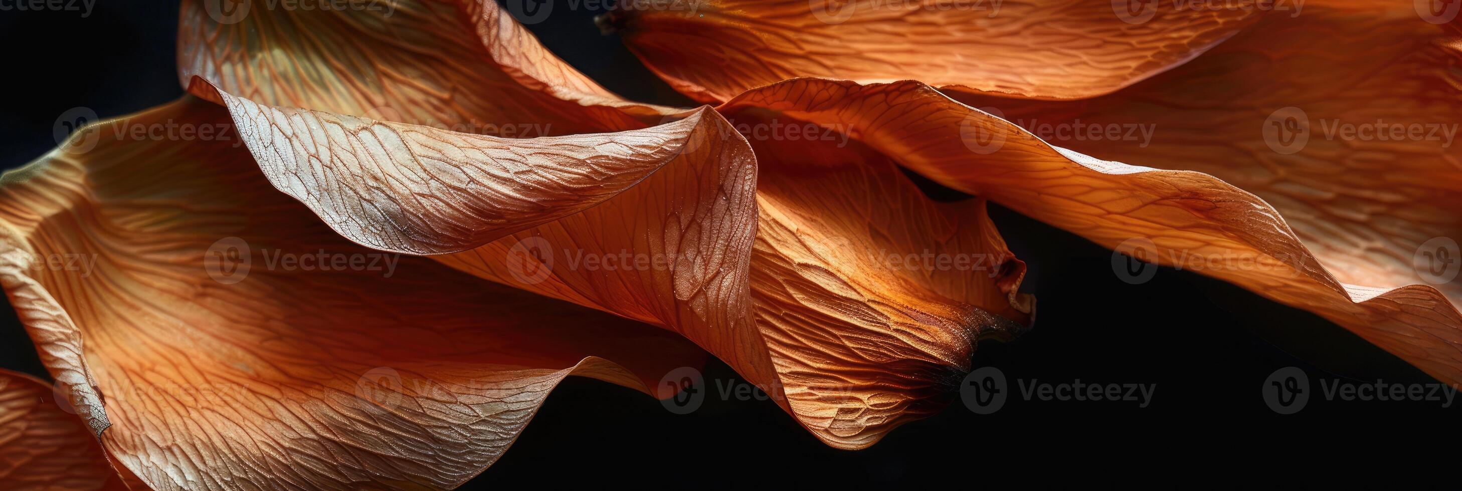 Dried Flower Petal Texture on Black Background, Elegant Nature Detail photo