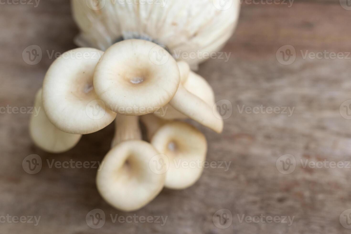 Oyster Mushroom Phoenix Mushroom Lung Oyster Mushroom prefers in warm and moist weather while it can grow on cottonwood. good choice of food for vegetarian. photo
