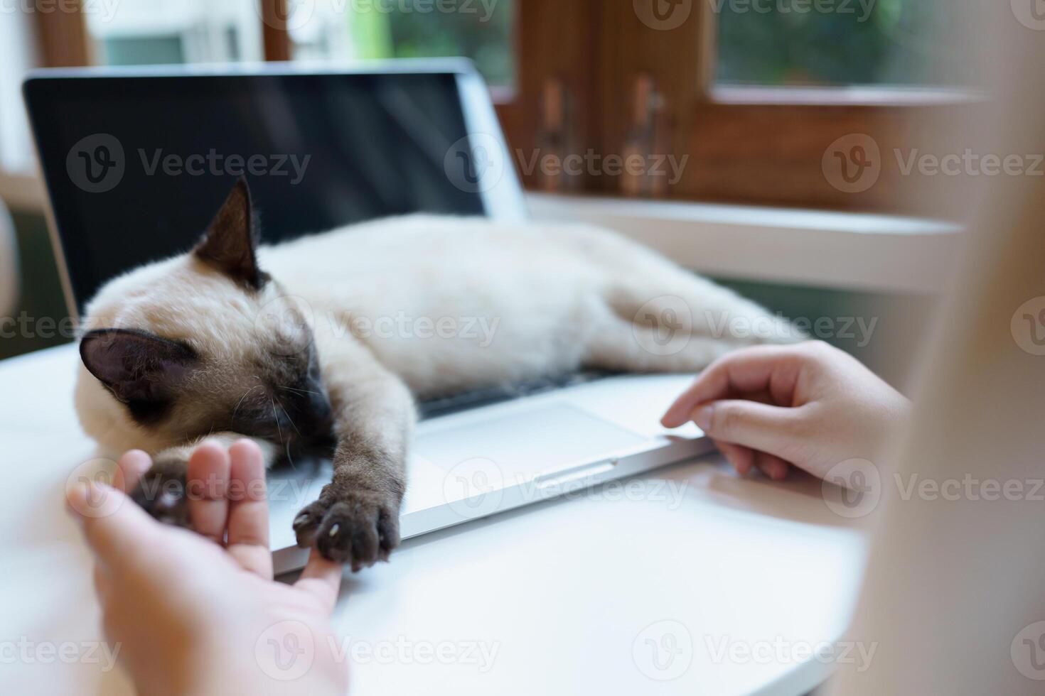 woman working from home with cat. cat asleep on the laptop keyboard. assistant cat working at Laptop photo