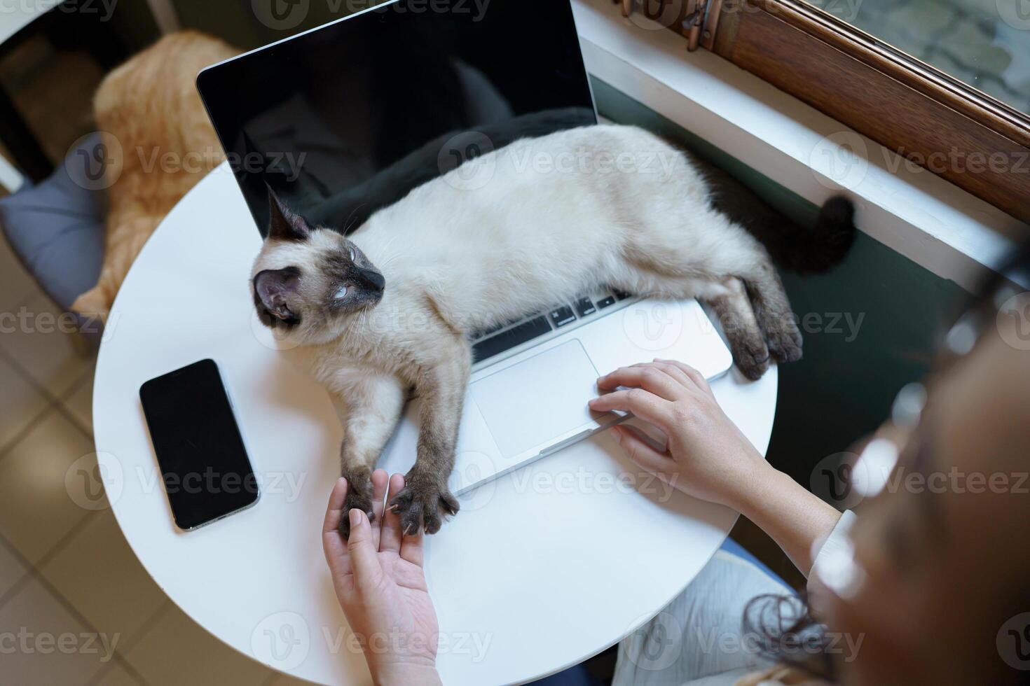 woman working from home with cat. cat asleep on the laptop keyboard. assistant cat working at Laptop photo