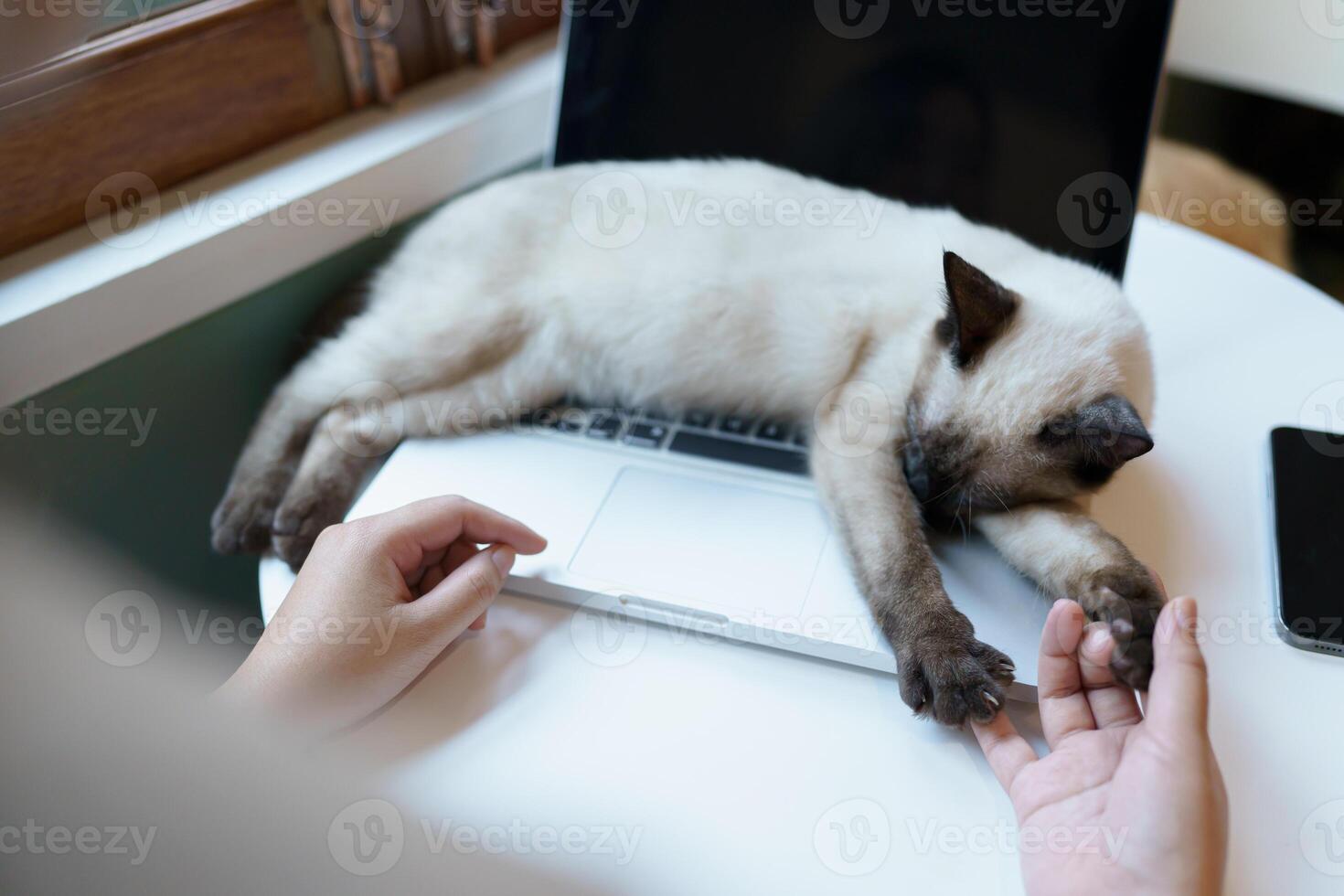 woman working from home with cat. cat asleep on the laptop keyboard. assistant cat working at Laptop photo