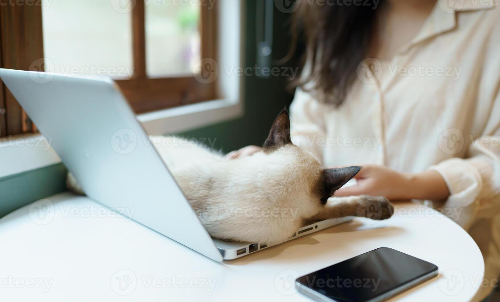 woman working from home with cat. cat asleep on the laptop keyboard. assistant cat working at Laptop photo