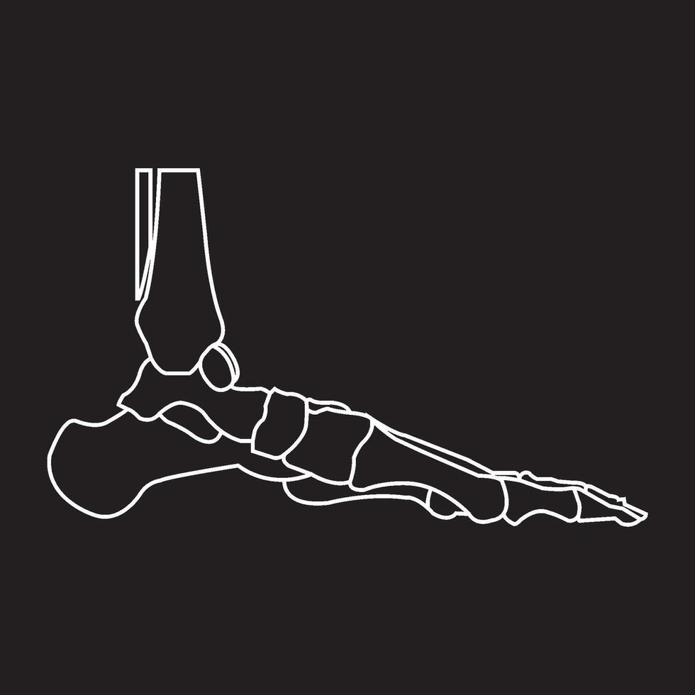 Human leg bones icon vector
