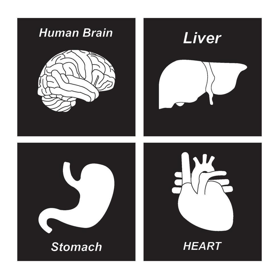 Human organs icon vector