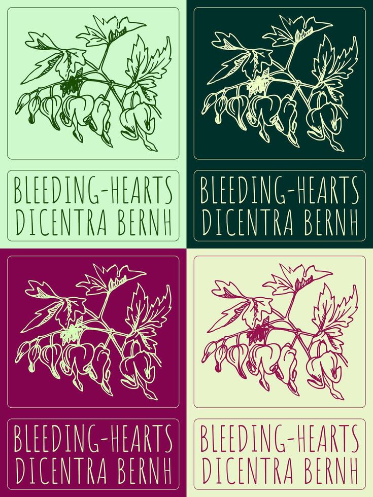 Set of drawing BLEEDING-HEARTS in various colors. Hand drawn illustration. The Latin name is DICENTRA BERNH. vector