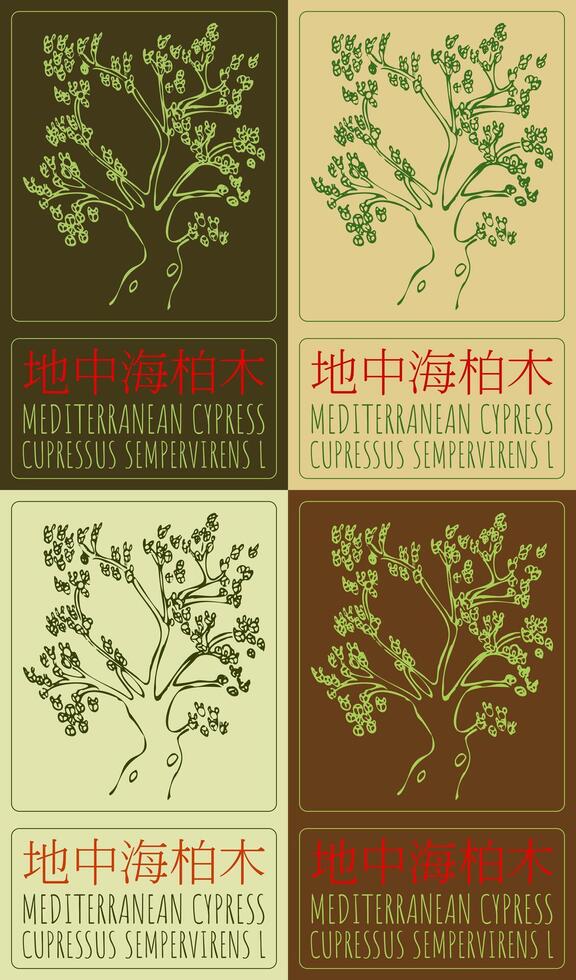 Set of drawing MEDITERRANEAN CYPRESS in Chinese in various colors. Hand drawn illustration. The Latin name is CUPRESSUS SEMPERVIRENS L. vector