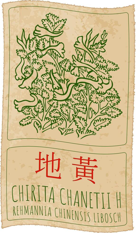 Drawing CHIRITA CHANETII H in Chinese. Hand drawn illustration. The Latin name is REHMANNIA CHINENSIS LIBOSCH. vector