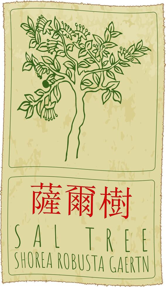 Drawing SAL TREE in Chinese. Hand drawn illustration. The Latin name is SHOREA ROBUSTA GAERTN. vector
