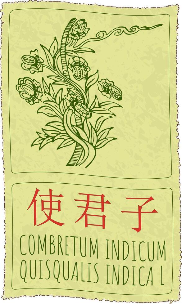 Drawing COMBRETUM INDICUM in Chinese. Hand drawn illustration. The Latin name is QUISQUALIS INDICA L. vector