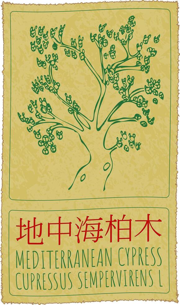 Drawing MEDITERRANEAN CYPRESS in Chinese. Hand drawn illustration. The Latin name is CUPRESSUS SEMPERVIRENS L. vector
