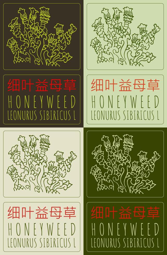 Set of drawing HONEYWEED in Chinese in various colors. Hand drawn illustration. The Latin name is LEONURUS SIBIRICUS L. vector