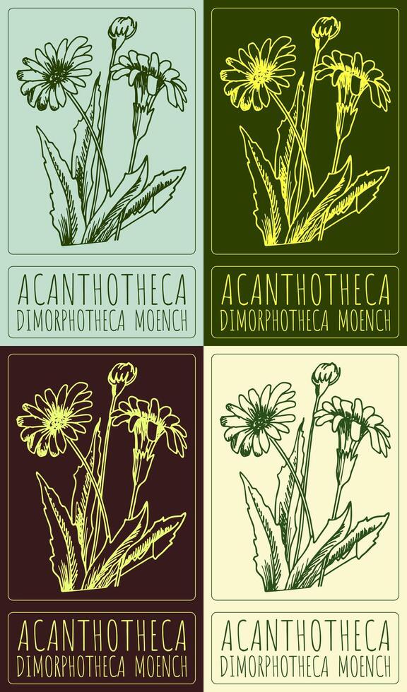Set of drawing ACANTHOTHECA in various colors. Hand drawn illustration. The Latin name is DIMORPHOTHECA MOENCH. vector