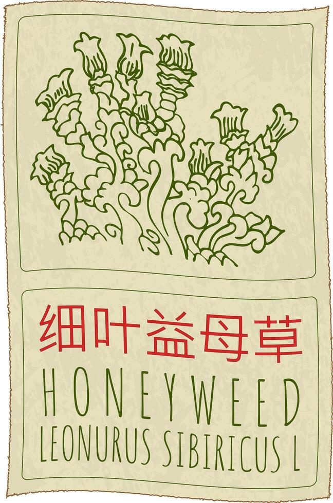 Drawing HONEYWEED in Chinese. Hand drawn illustration. The Latin name is LEONURUS SIBIRICUS L. vector