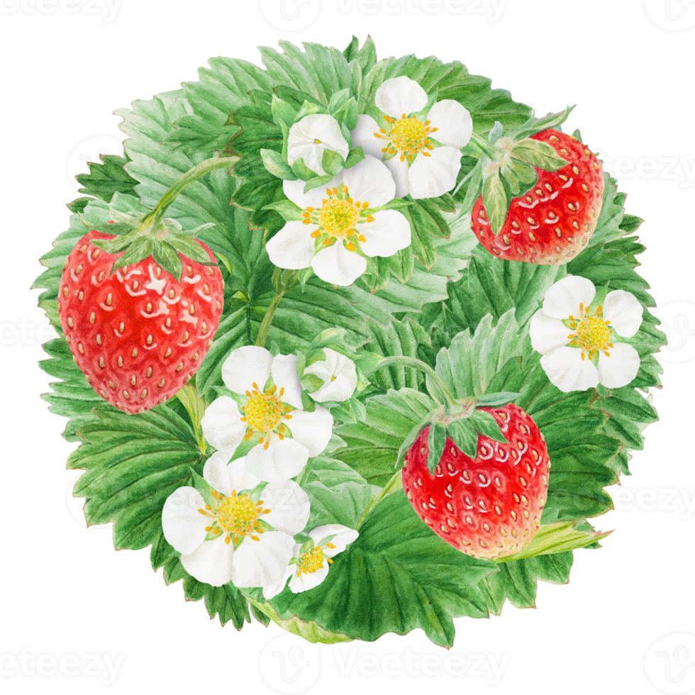 Red strawberry with white flowers circle, round background. Bush hand drawn watercolor illustration. Food art, fresh botanical realistic painting. Summer berry clipart for restaurant menu, packaging png