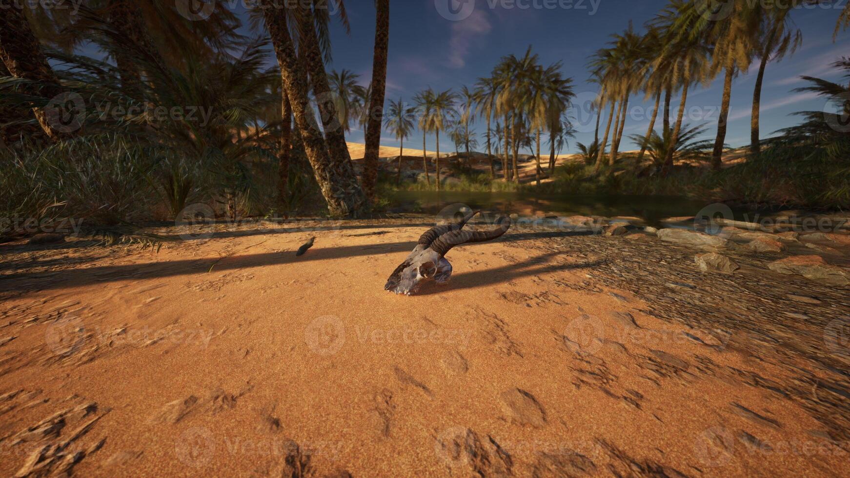 An animal skull with long horns on a dirt ground photo