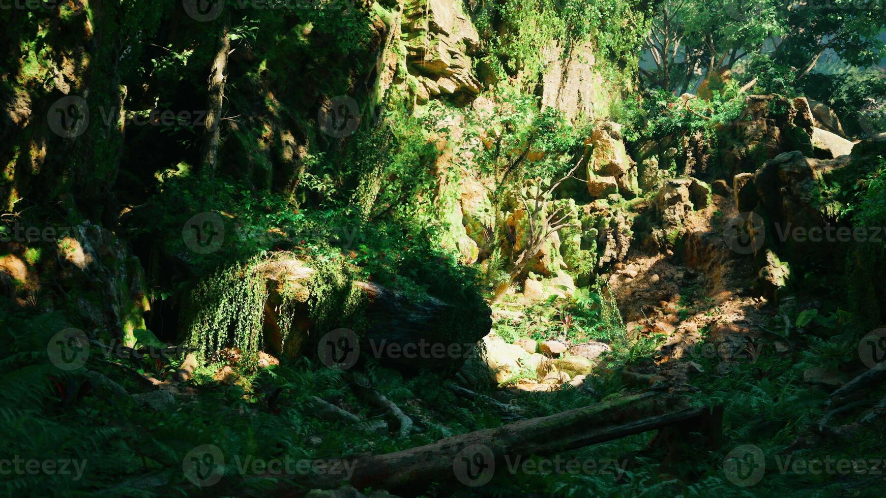 A lush green forest filled with lots of trees. mountain path photo