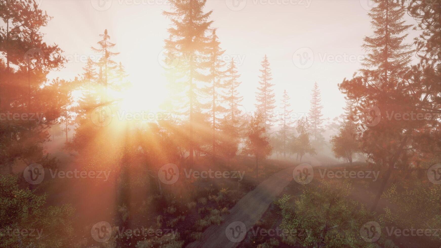 The sun glare pass through the fog and tree branches photo