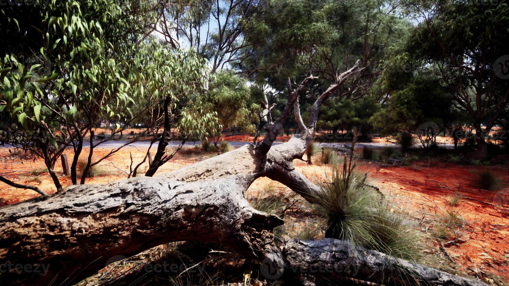 Trees and stones in Australian desert photo