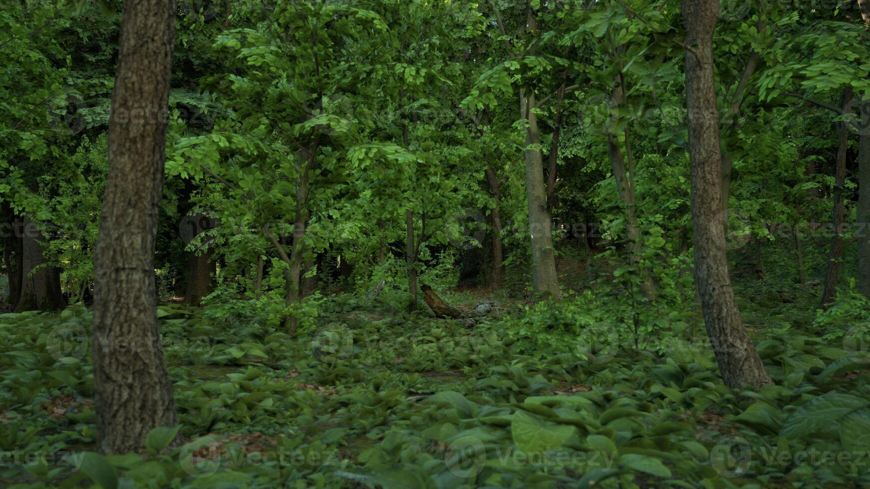 A lush green forest filled with lots of trees. dark forest photo